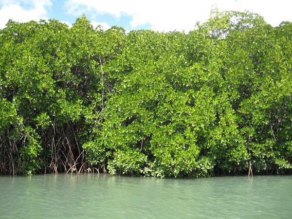 Croc infested mangroves