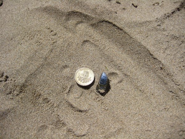 Mussel on Newgale beach