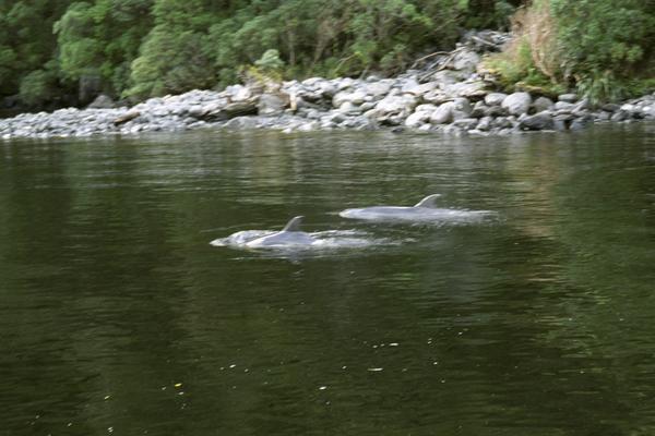Dolphins in Doubtful Sound