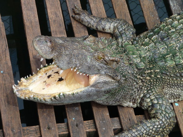 Hungry Croc