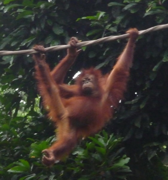 Sepilok Orangutang Rehab Centre