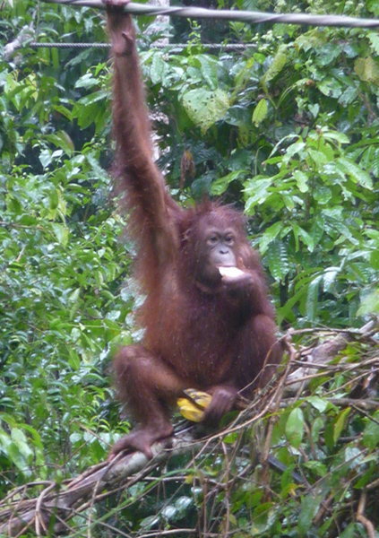 Orangutangs In The Rain