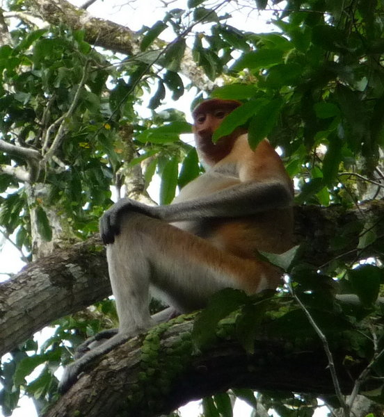 Female Proboscus Monkey