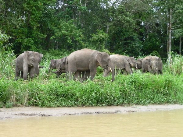 Herd of Pigmy Elephants