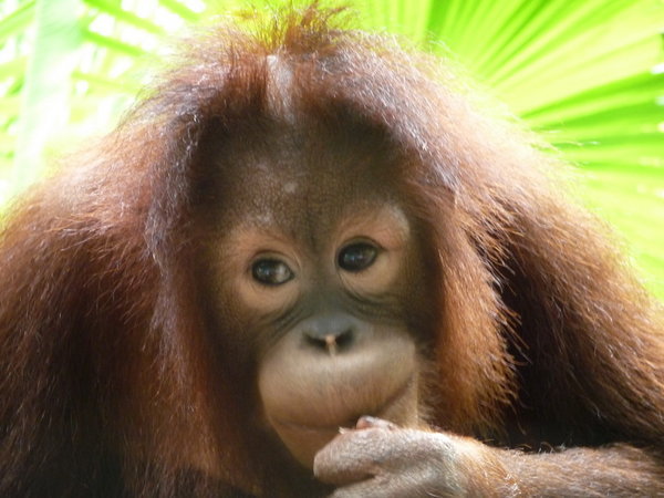 Orangutang At Lok Kawi Wildlife Park