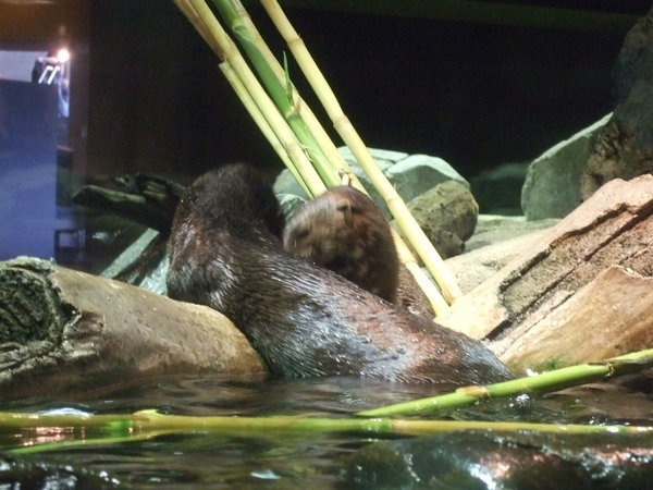 Otters in Love!?!