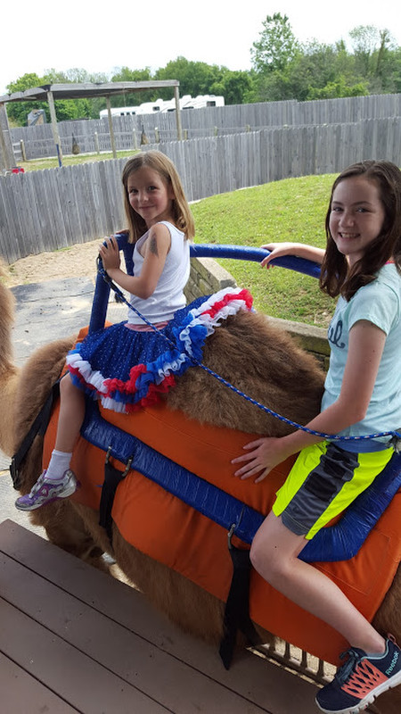 The girls got to ride a camel at the Creation Museum