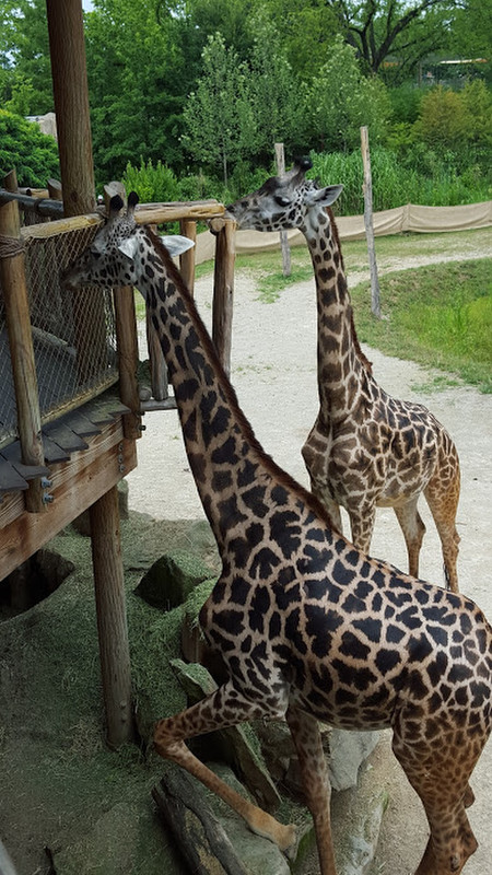 Up close with the giraffes
