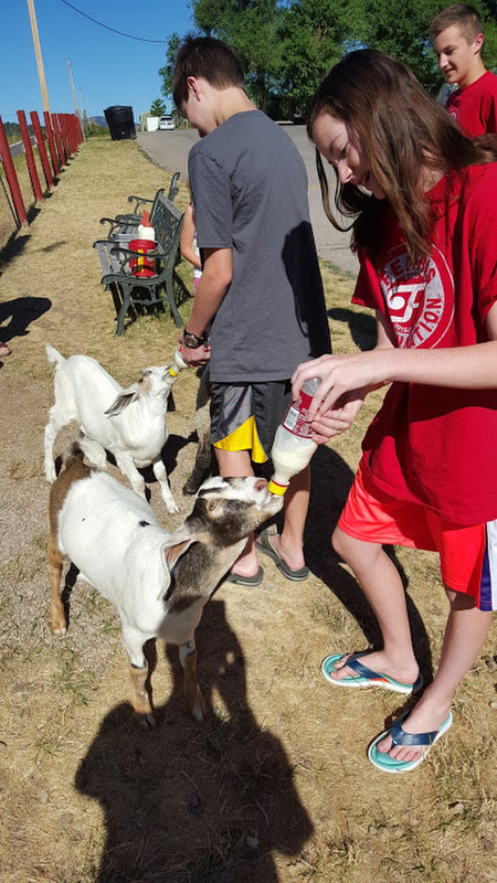 feeding goats at the campground