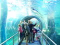 The Famous Melbourne Aquarium