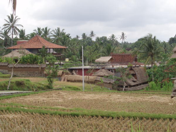 Dry rice paddys around Ubud
