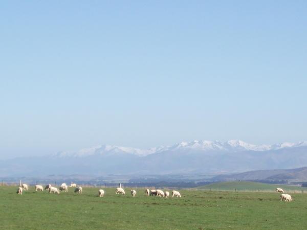 Mountain, Sheep, Grass, Sky