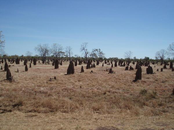 just a few Termite mounds