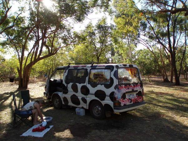 Camping with a cow