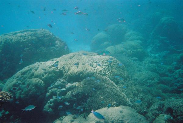 Fish feeding off limestone rocks