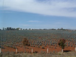 Fields of agave.