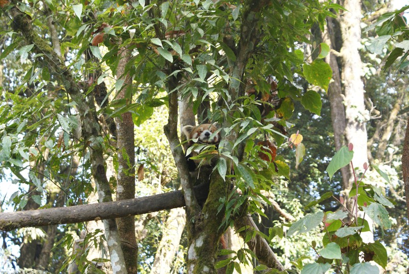 Red panda in Zoological Gardens
