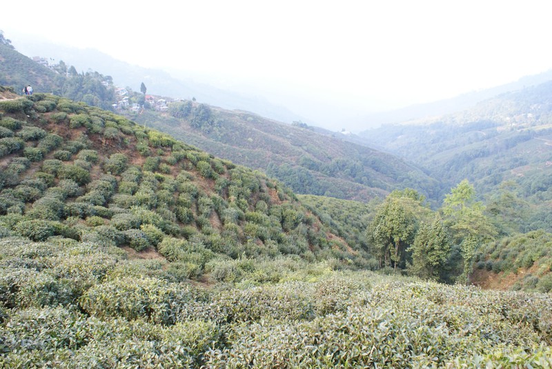 Tea estates from 'Rangeet Valley Ropeway’