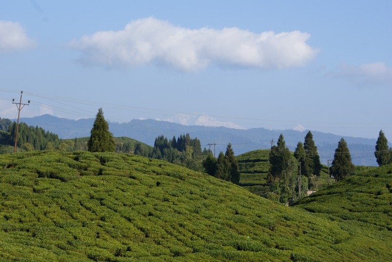 Tea Garden with Kanchenjunga 