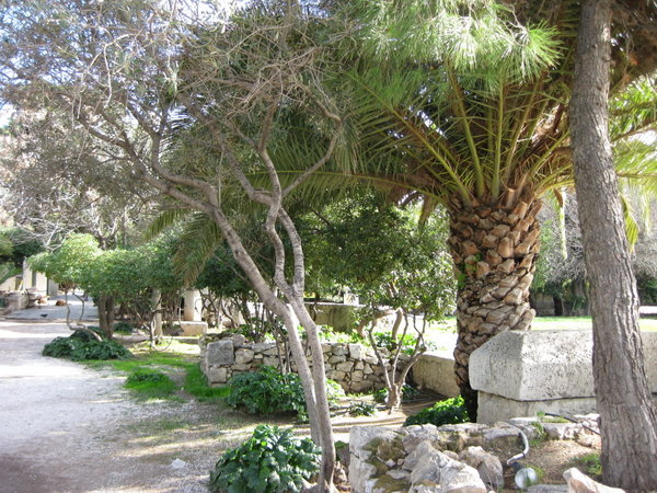 Vegetation Grec