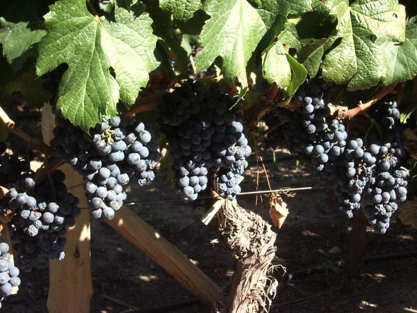 Close up of vines