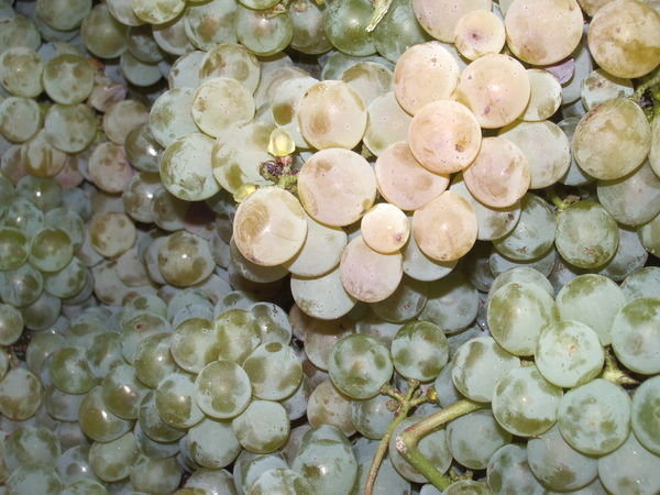 Sauv Blanc Grapes