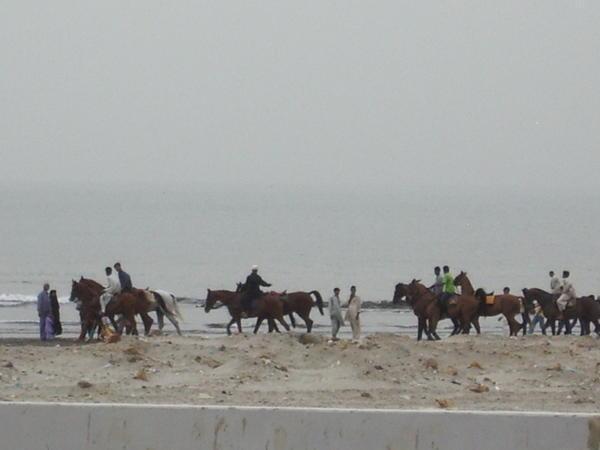 Horses on the Arabian Sea