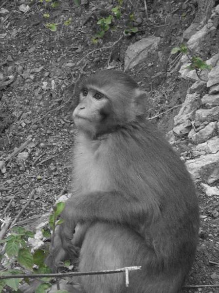 Monkeying Around on Margalla Hills of Islamabad
