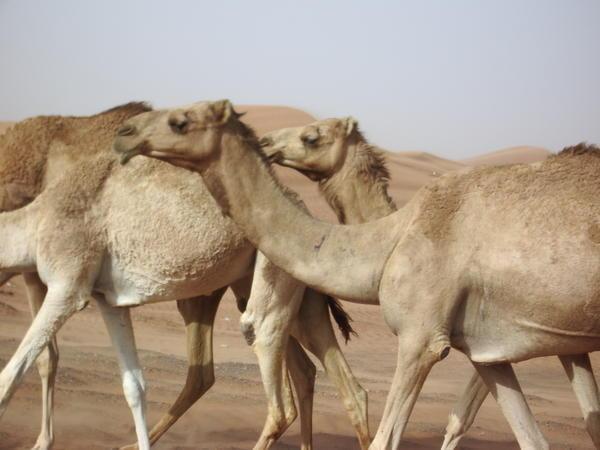 Camel Trotting