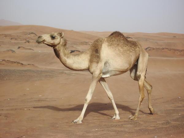 Camels are wonderful creatures