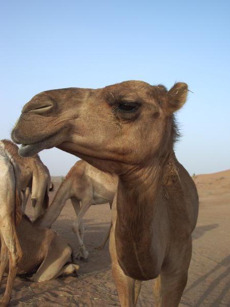 Camel posin'