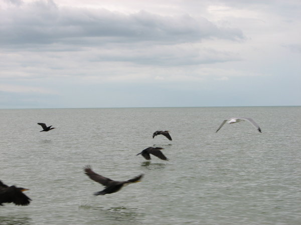 Birds over water