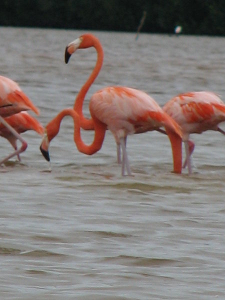 Flamingos closeup