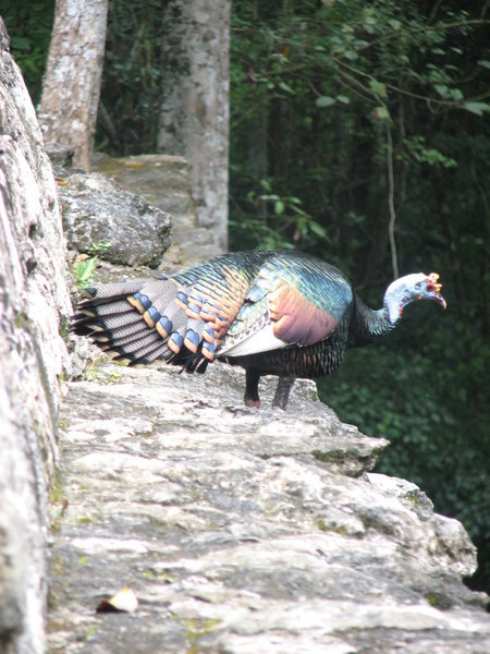Turkey/Peacock bird
