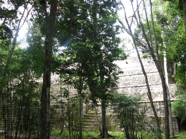 Ruins overgrown with trees