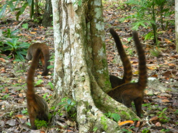 Coati tails