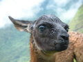 Baby llama face!
