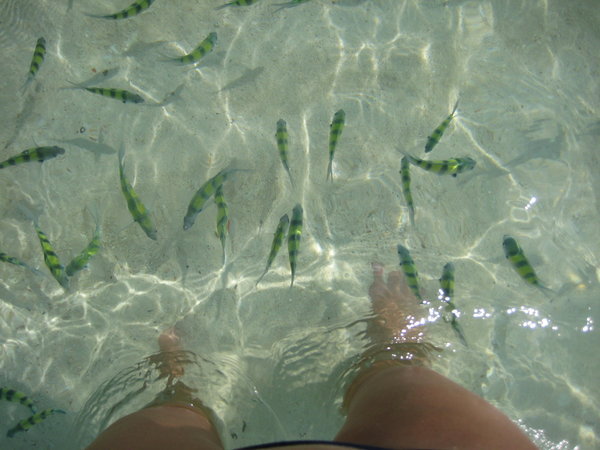 The fishies liked me though!