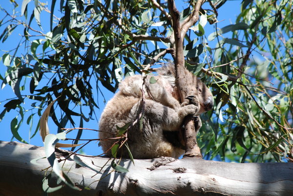 lazy Koala