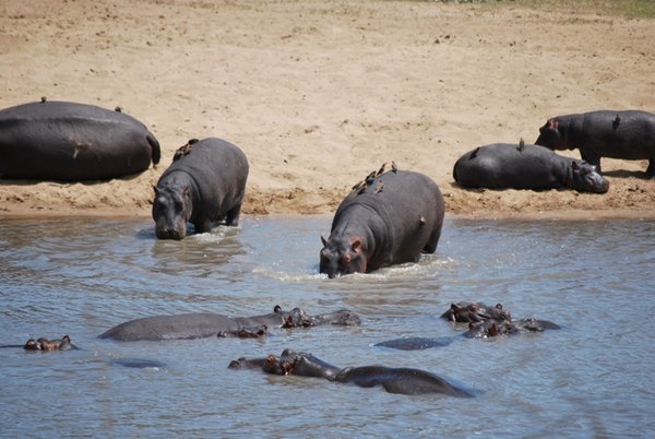 Relaaaaaxing hippos!