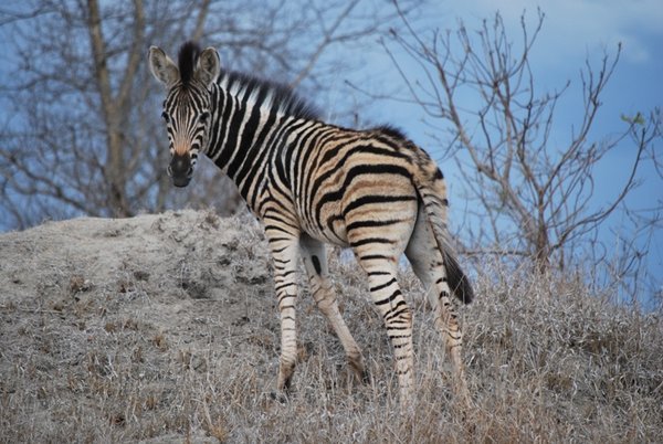 Baby Zebra showing off his or her butt