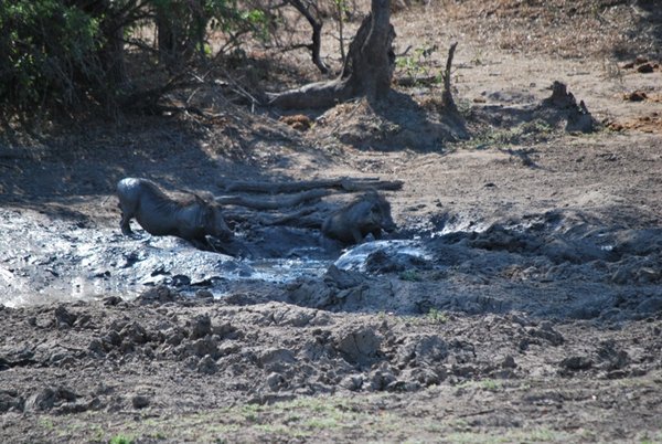 Warthogs in the mud!
