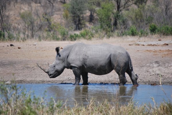 Rhino at the pool