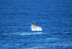 Whale jump 1
