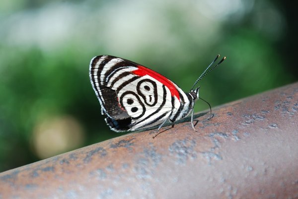 zooplus funny butterfly