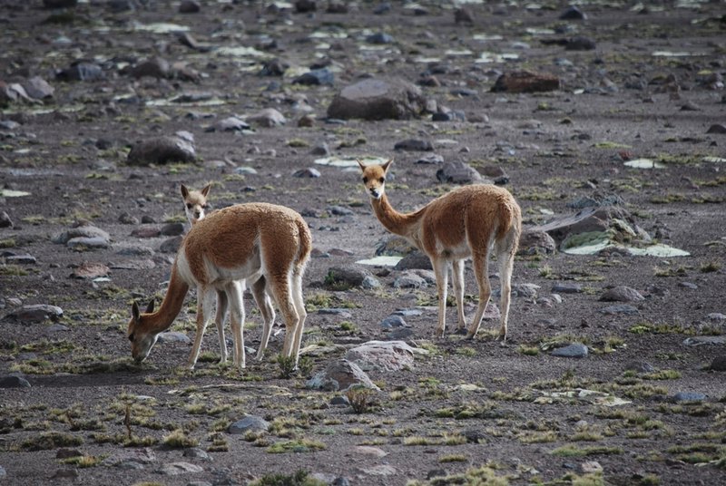 vicuñas