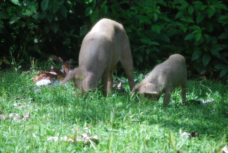 piggies in the back yard!