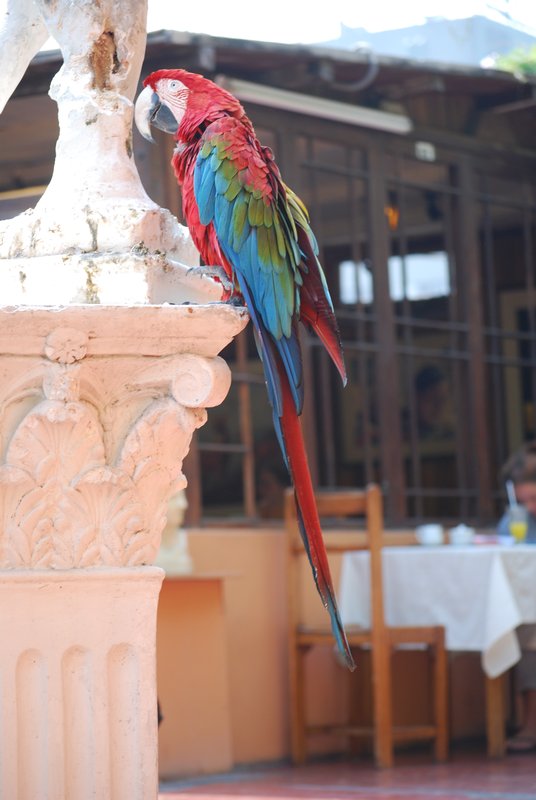 Hostal zoo - papegaai