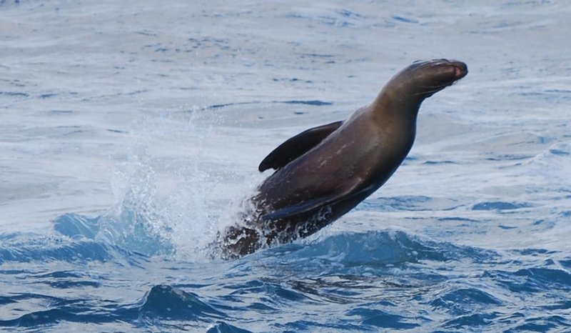 jumping sea lion