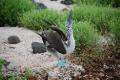 blue footed booby dance